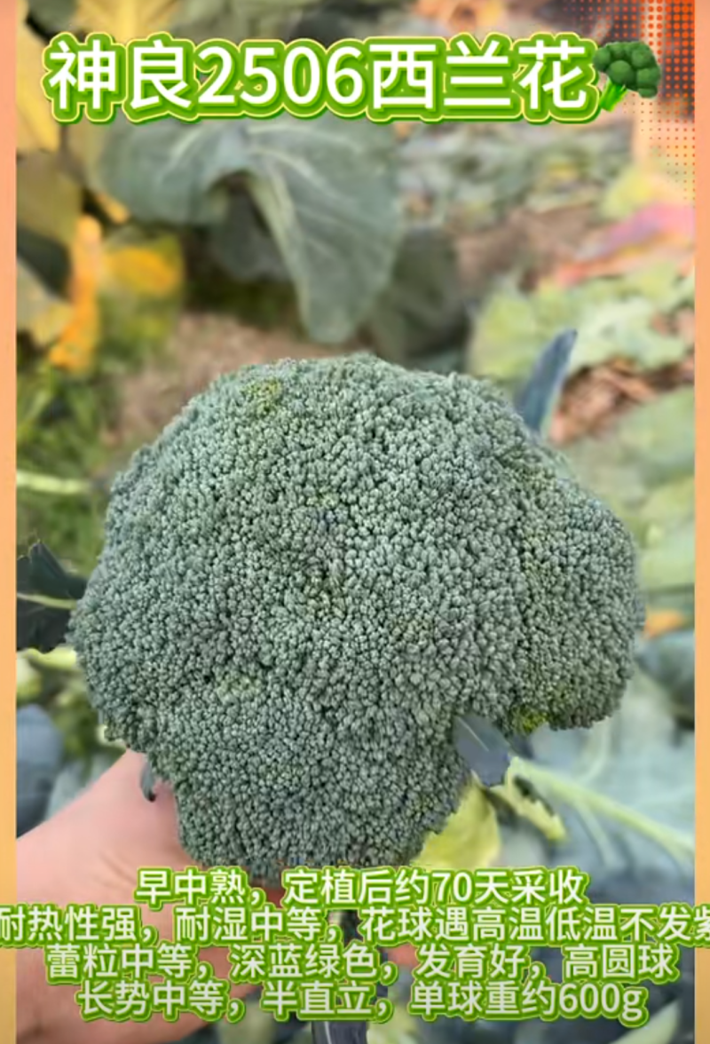新秀20神良2506西兰花耐热耐寒不易变紫