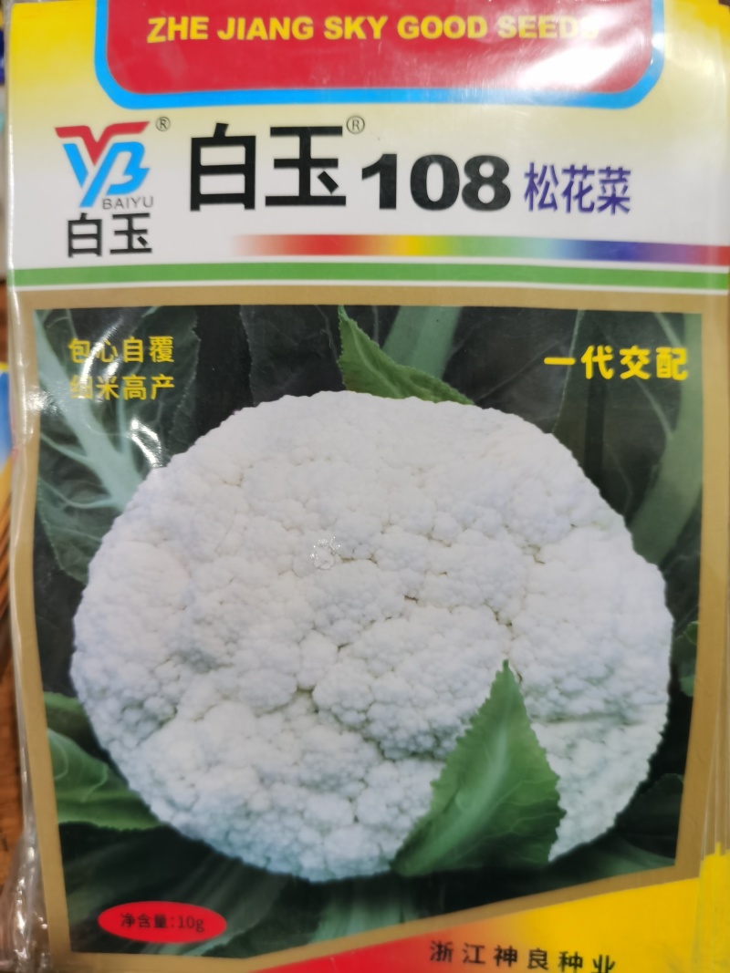 白玉108越冬180松花菜主流品种欢迎新老朋友进店选购