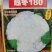 白玉108越冬180松花菜主流品种欢迎新老朋友进店选购