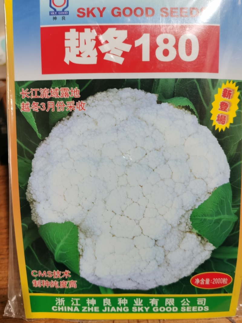 白玉108越冬180松花菜主流品种欢迎新老朋友进店选购