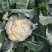 白玉108越冬180松花菜主流品种欢迎新老朋友进店选购