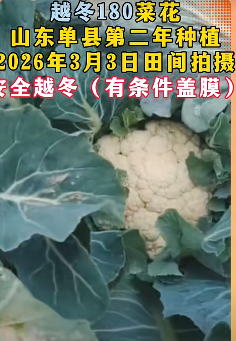 白玉108越冬180松花菜主流品种欢迎新老朋友进店选购