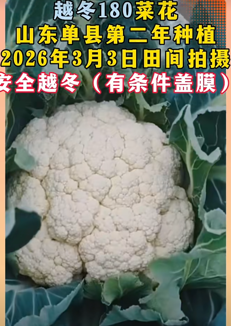 白玉108越冬180松花菜主流品种欢迎新老朋友进店选购