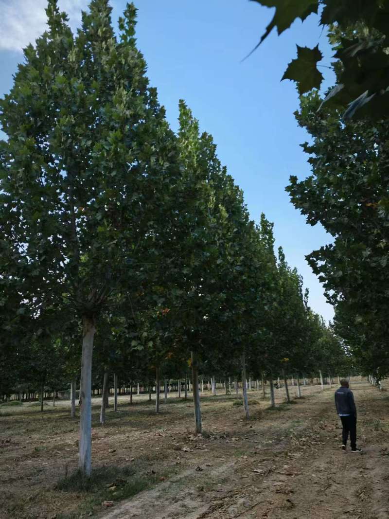 法桐15-18公分精品法桐法桐之乡曙光基地直供