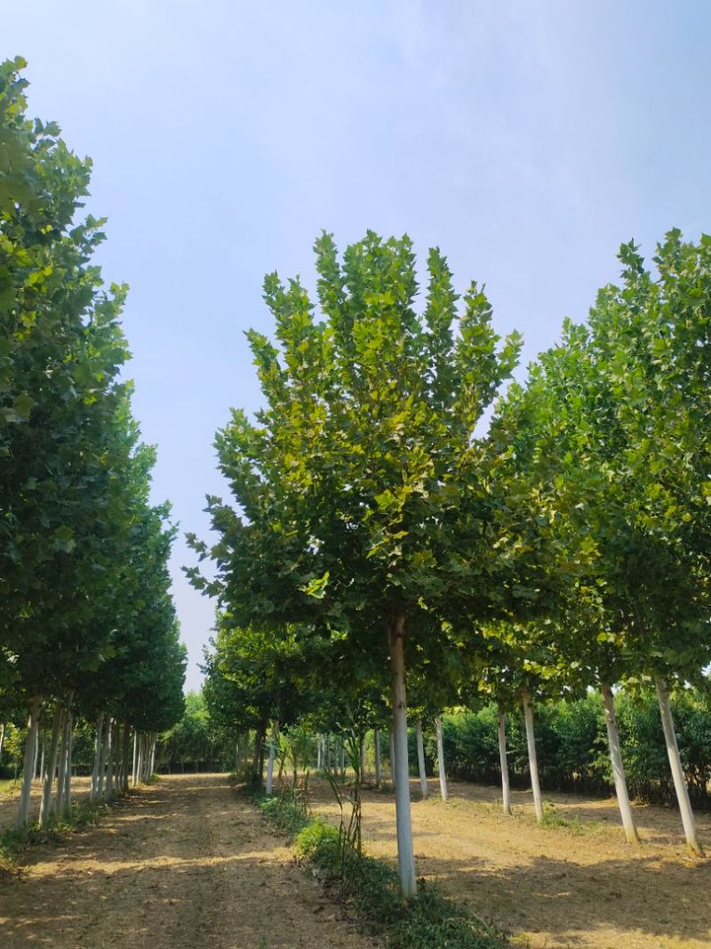 法桐15-18公分精品法桐法桐之乡曙光基地直供