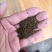 正品沙苑子中药材沙苑籽菟丝子泡茶煮水沙菀子籽药批发零售