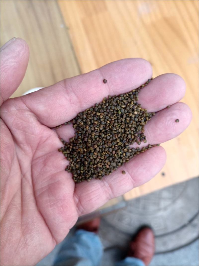 正品沙苑子中药材沙苑籽菟丝子泡茶煮水沙菀子籽药批发零售