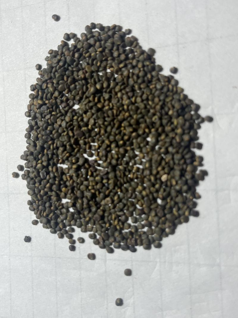 正品沙苑子中药材沙苑籽菟丝子泡茶煮水沙菀子籽药批发零售