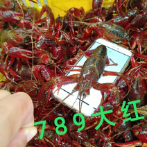 湖北潜江小龙虾产地直供大量有货，品质保证诚信经营全国发货