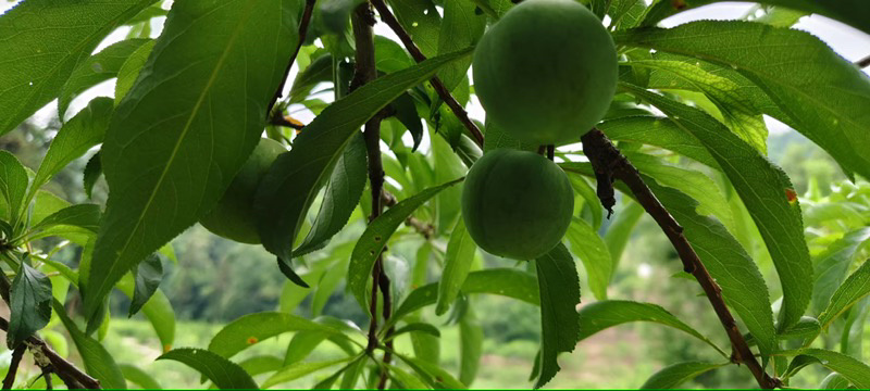 【包邮】四川宜宾蜂糖李大量供应，果园直发，现摘现发