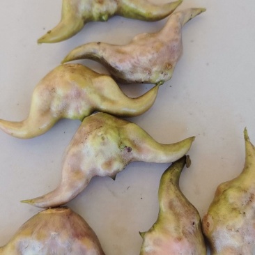 菱角水红菱产地直销量大质优价格优惠一手货源欢迎咨询