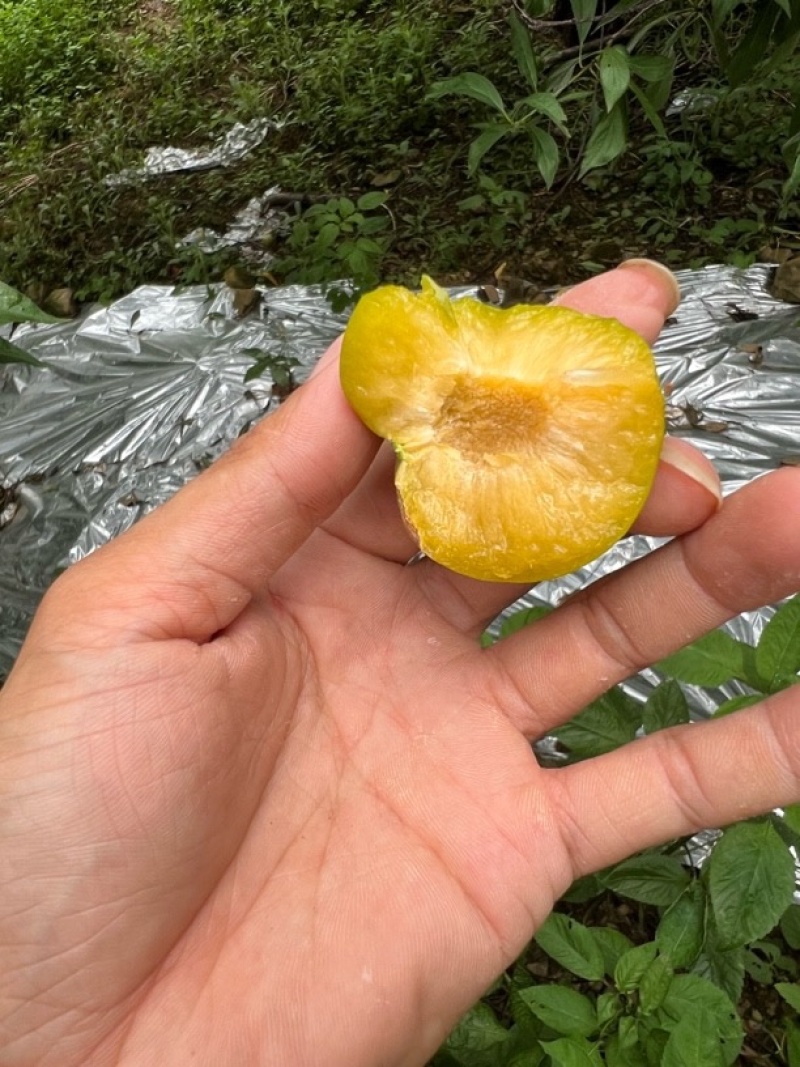 原产地蜂糖李