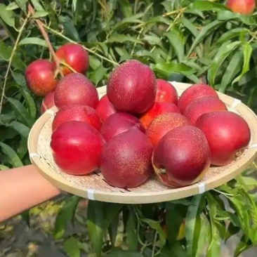山西临猗精品黄肉油桃一件代发包售后对接平台