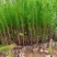 马尾松苗大量供应产地直发价格优惠品质保证欢迎来电