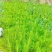 马尾松苗大量供应产地直发价格优惠品质保证欢迎来电