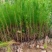 马尾松苗大量供应产地直发价格优惠品质保证欢迎来电