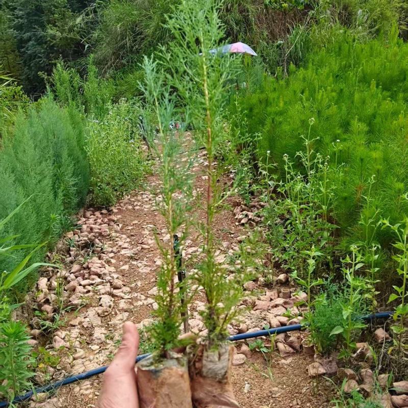 柏树苗供应成活率高免费技术指导欢迎来电洽谈合作