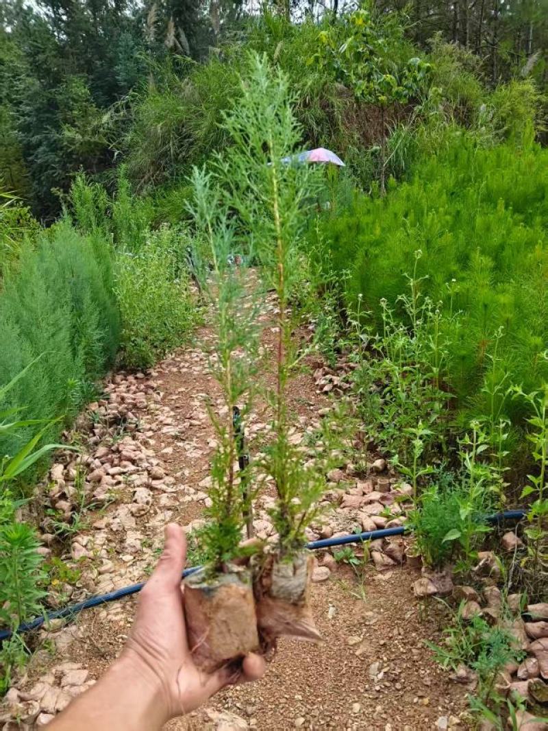 柏树苗供应成活率高免费技术指导欢迎来电洽谈合作
