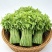 新鲜树仔菜树菜海南五指山野菜天绿香益肝菜基地直