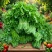 新鲜树仔菜树菜海南五指山野菜天绿香益肝菜基地直