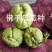云南佛手瓜种洋丝瓜种易成活产量高丝瓜尖种丰收瓜合手瓜种爬
