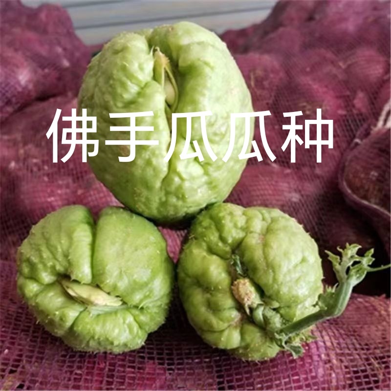 云南佛手瓜种洋丝瓜种易成活产量高丝瓜尖种丰收瓜合手瓜种爬