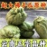 云南佛手瓜种洋丝瓜种易成活产量高丝瓜尖种丰收瓜合手瓜种爬