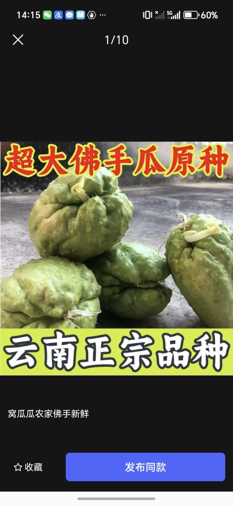 云南佛手瓜种洋丝瓜种易成活产量高丝瓜尖种丰收瓜合手瓜种爬