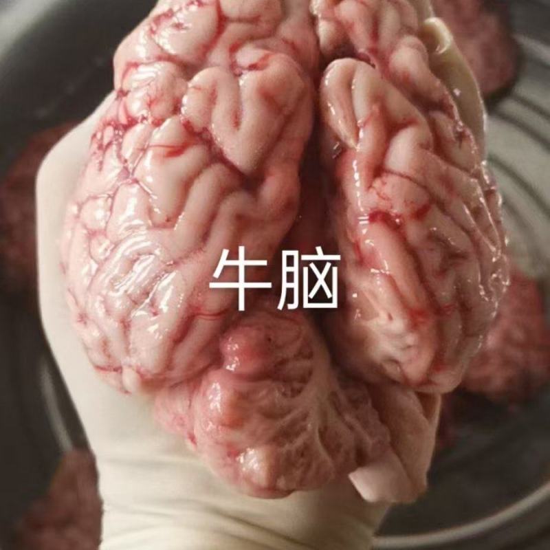 厂家直供牛脑子