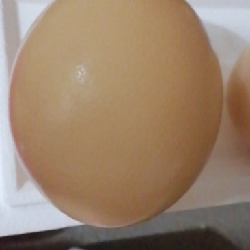 特种非洲鸵鸟蛋