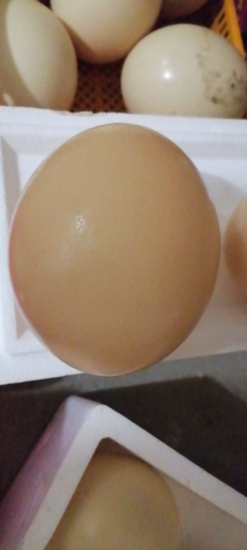 特种非洲鸵鸟蛋
