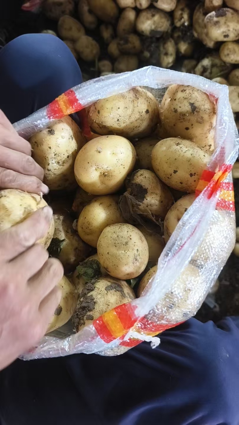 南阳鲜土豆，大量上市中，皮毛亮，果型好。支持分拣。