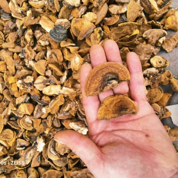 桑黄小金豆子