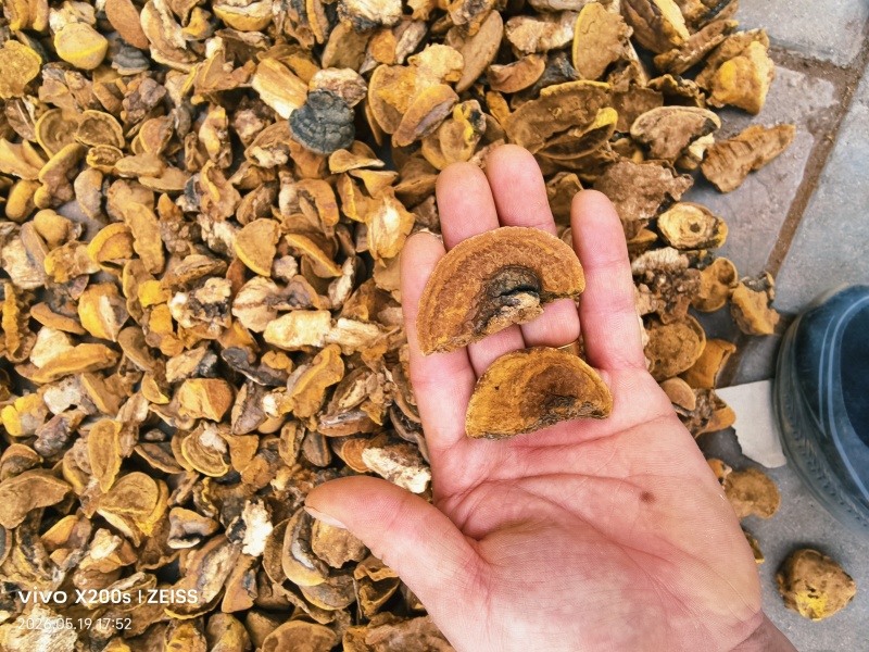 桑黄小金豆子