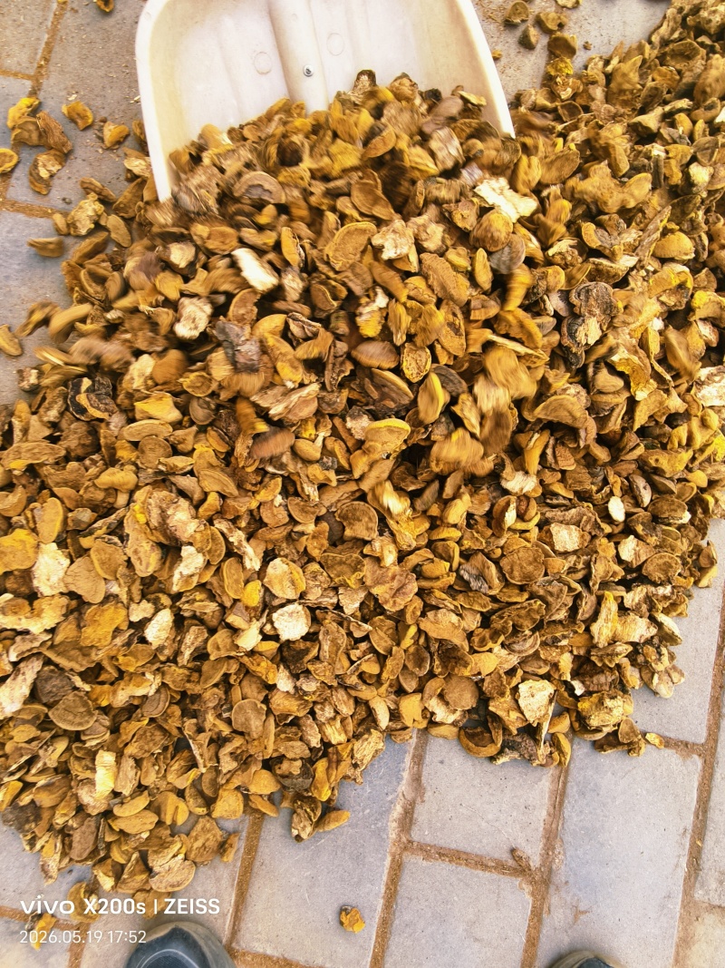 桑黄小金豆子