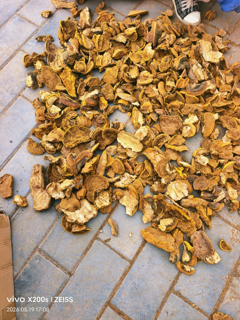 金边桑黄