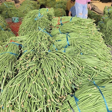长豆角上货量加大，商超，批发市场，大量供应