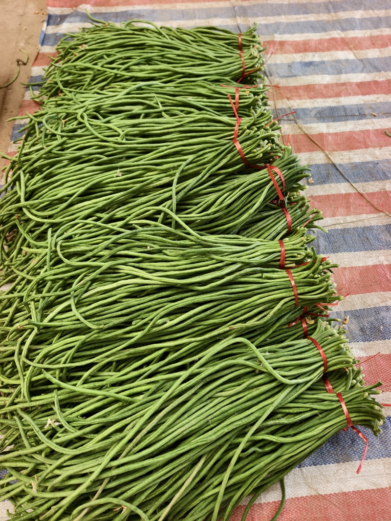 长豆角上货量加大，商超，批发市场，大量供应