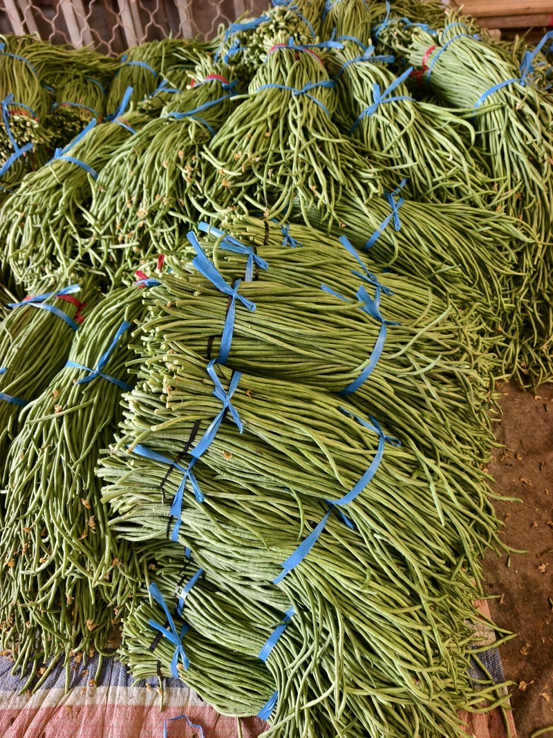 长豆角上货量加大，商超，批发市场，大量供应