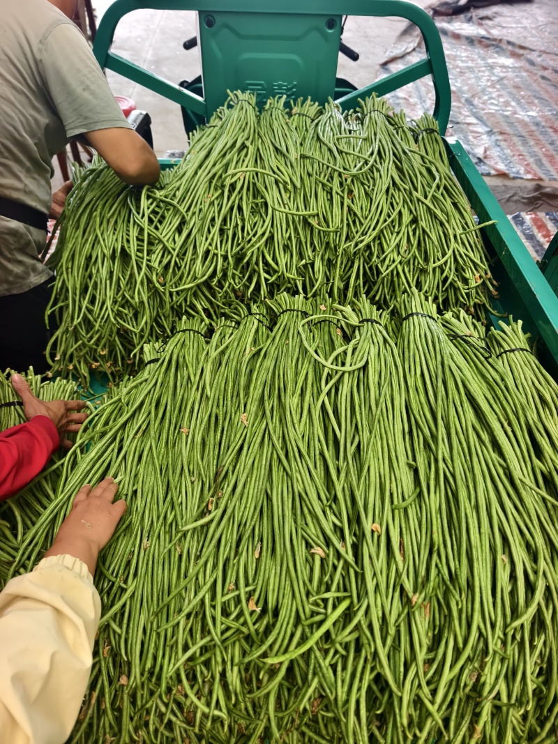 长豆角上货量加大，商超，批发市场，大量供应