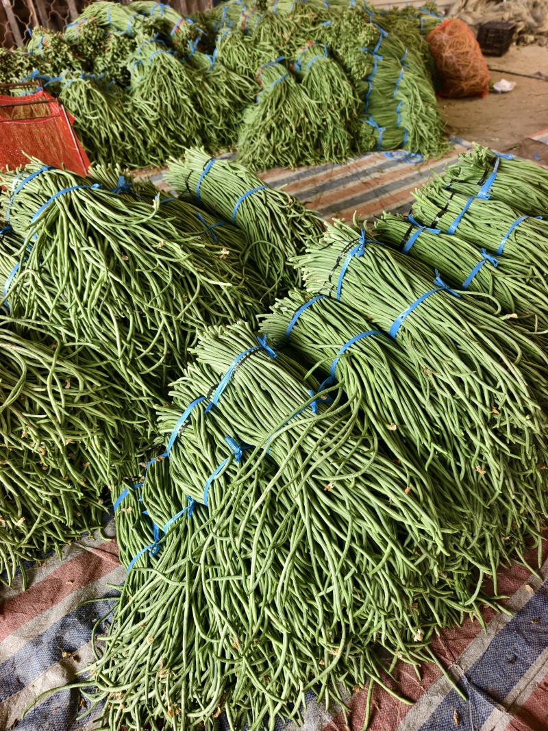 长豆角大量上市，商超，电商平台，批发市场，产地直发