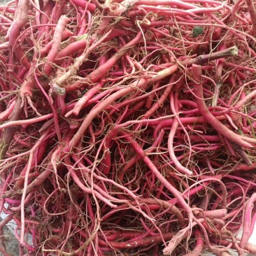 贵州红牛膝