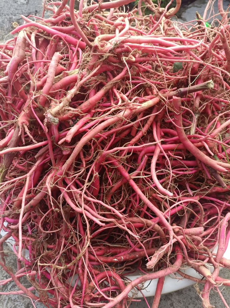 贵州红牛膝