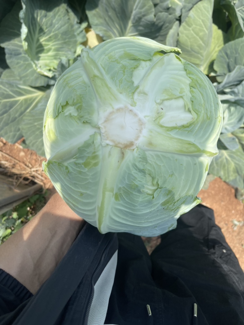 产地贵州威宁，高海拔种植的蔬菜口感好，现在大量上市