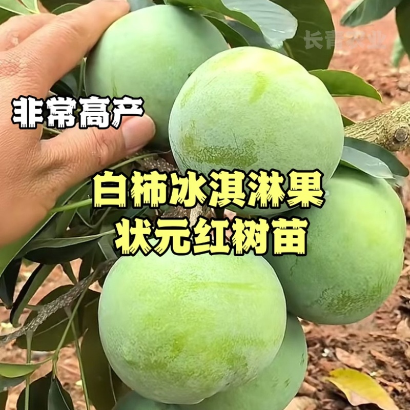 白柿状元红果树苗原产地直发可批发与零售