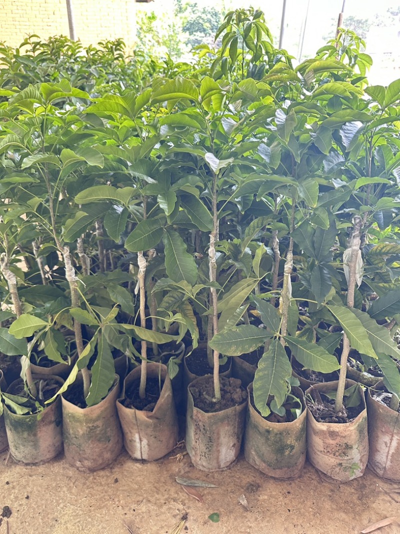 白柿状元红果树苗原产地直发可批发与零售
