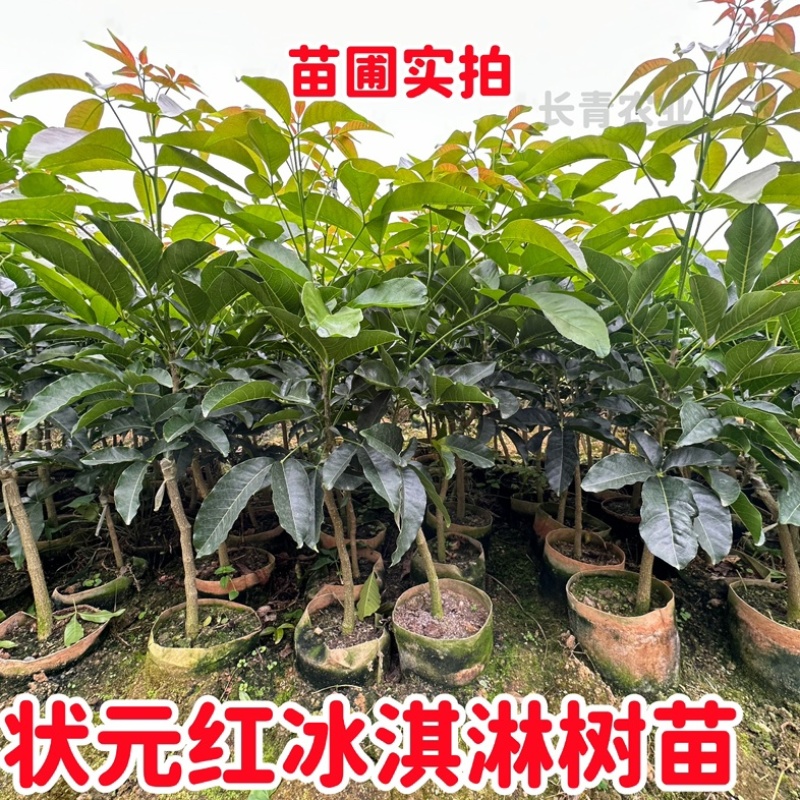 白柿状元红果树苗原产地直发可批发与零售