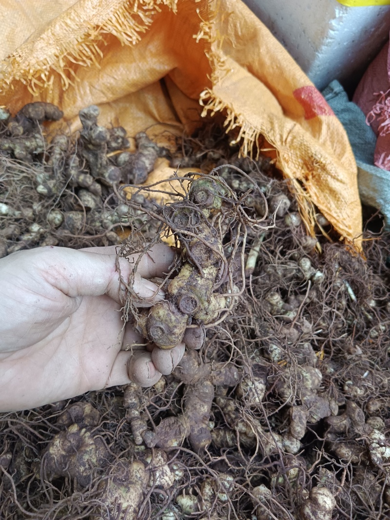 纯野生的多花黄精，统货大小都有，小的偏多