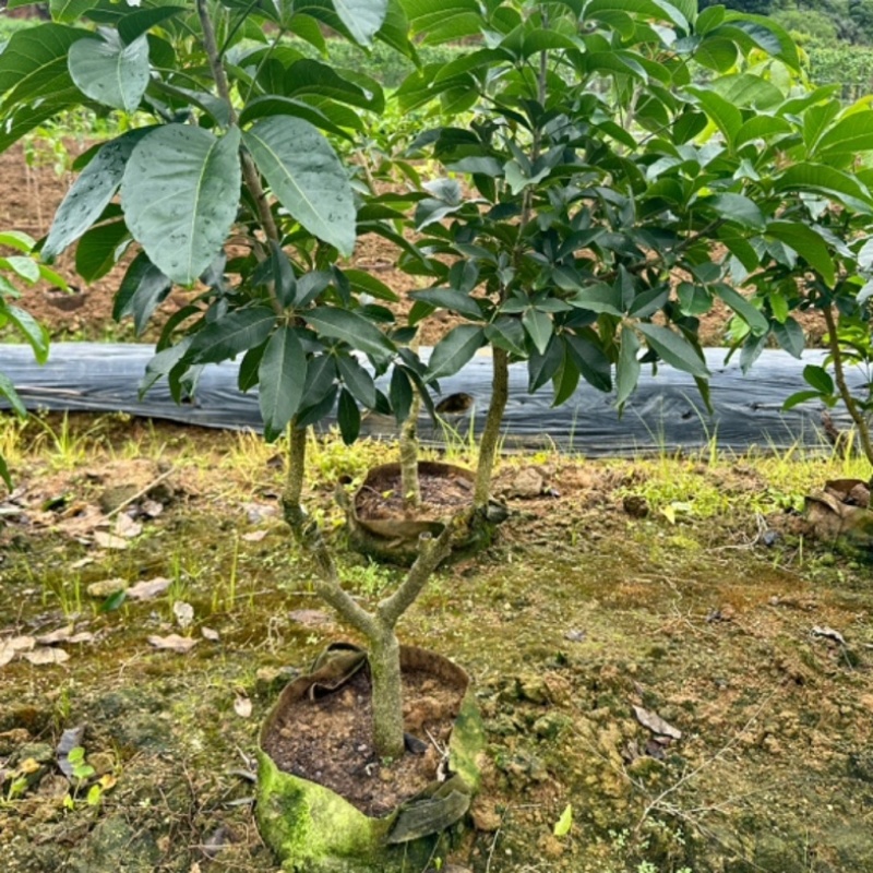 白柿状元红果树苗原产地直发可批发与零售