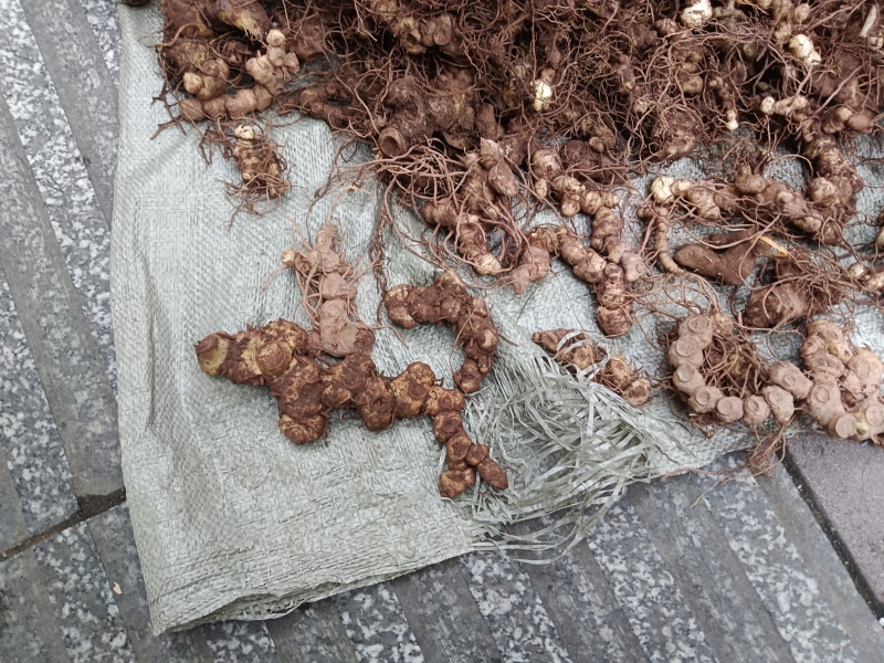 纯野生的多花黄精，统货大小都有，小的偏多